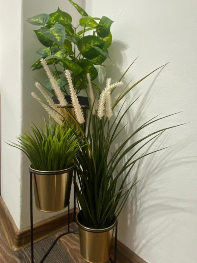 Charming Studio In Center Of Bucharest,ground Floor, Near Old * Bucharest
